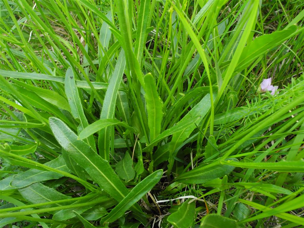 piantina dai fiori gialli - Biscutella cfr. laevigata